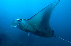 Bali 2016 - Oceanic Manta Ray - Raie Manta Oceanique - Manta Birostris - IMG_6036_rc